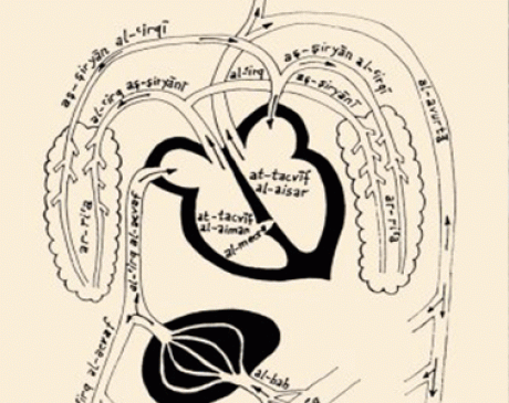 İbn-i Sina Öğretileri